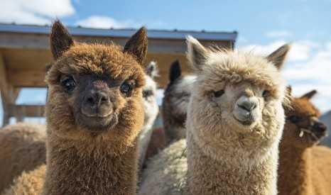 Matera, laghi e alpaca: magia lucana Matera, laghi e alpaca: magia lucana
