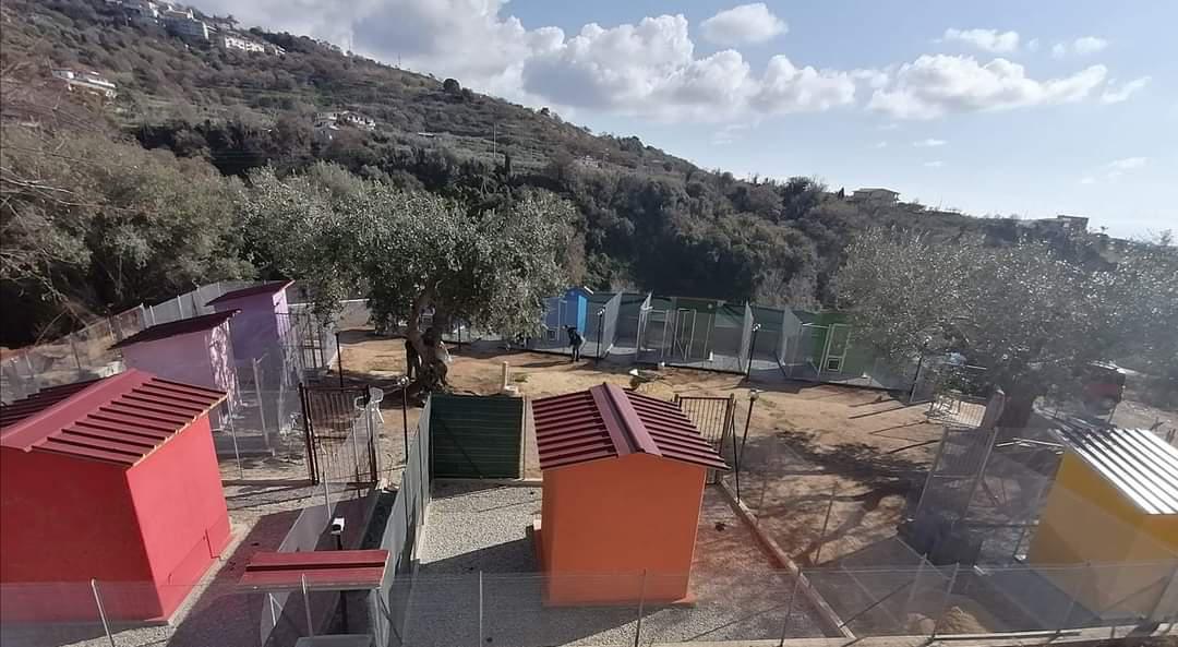 Shiny's bed and dogs 