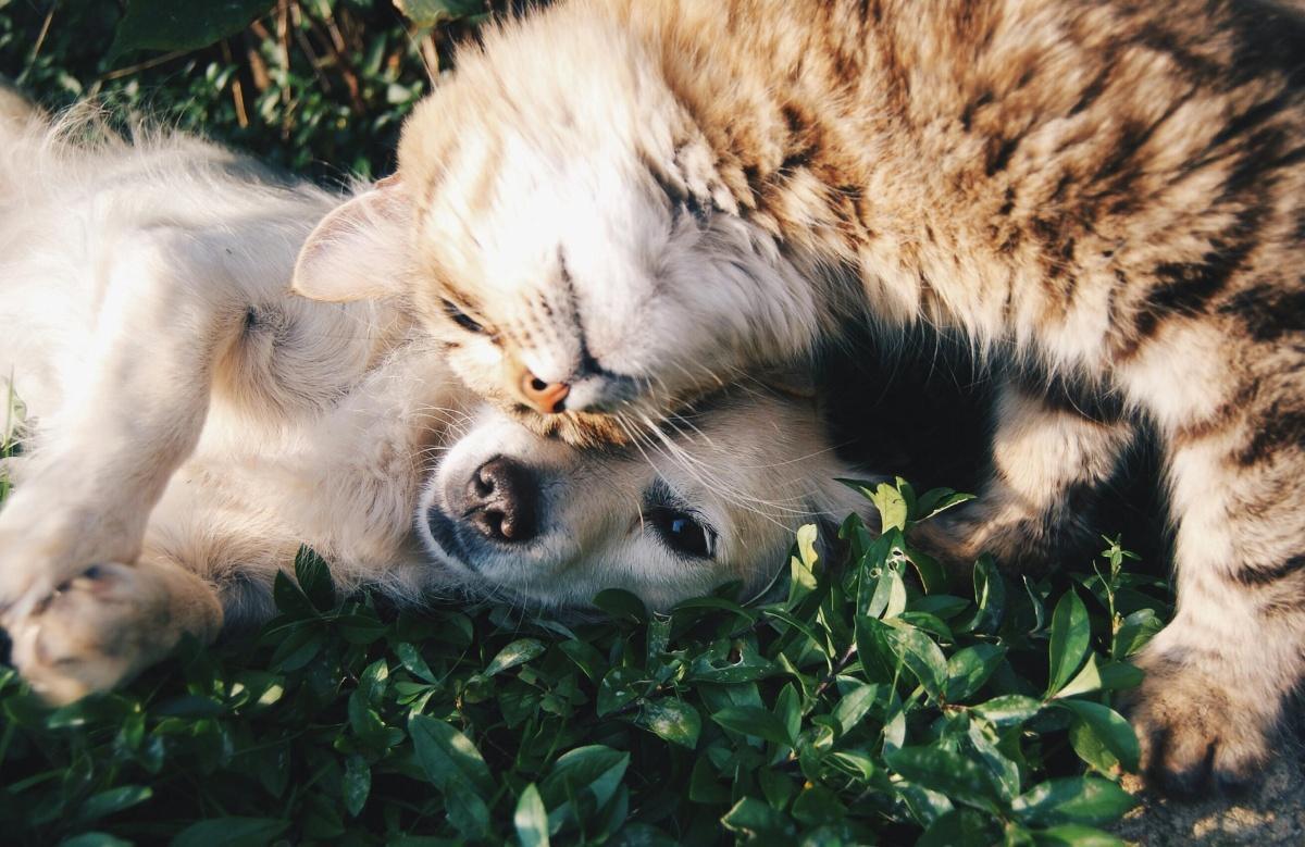 Pet food