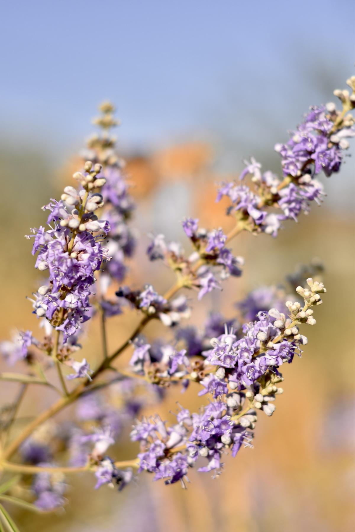 Herbs, Spices, Botanicals, and Teas for PCOS Herbs, Spices, Botanicals, and Teas for PCOS