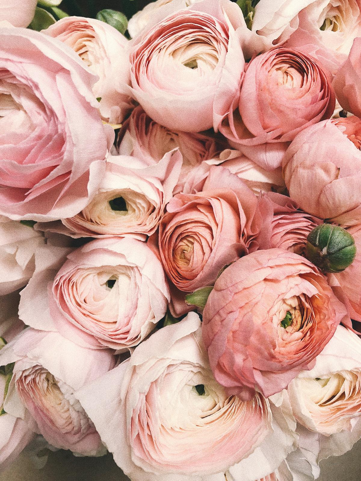 Peony and PCOS: Could this be the missing link to help you ovulate? Peony and PCOS: Could this be the missing link to help you ovulate?