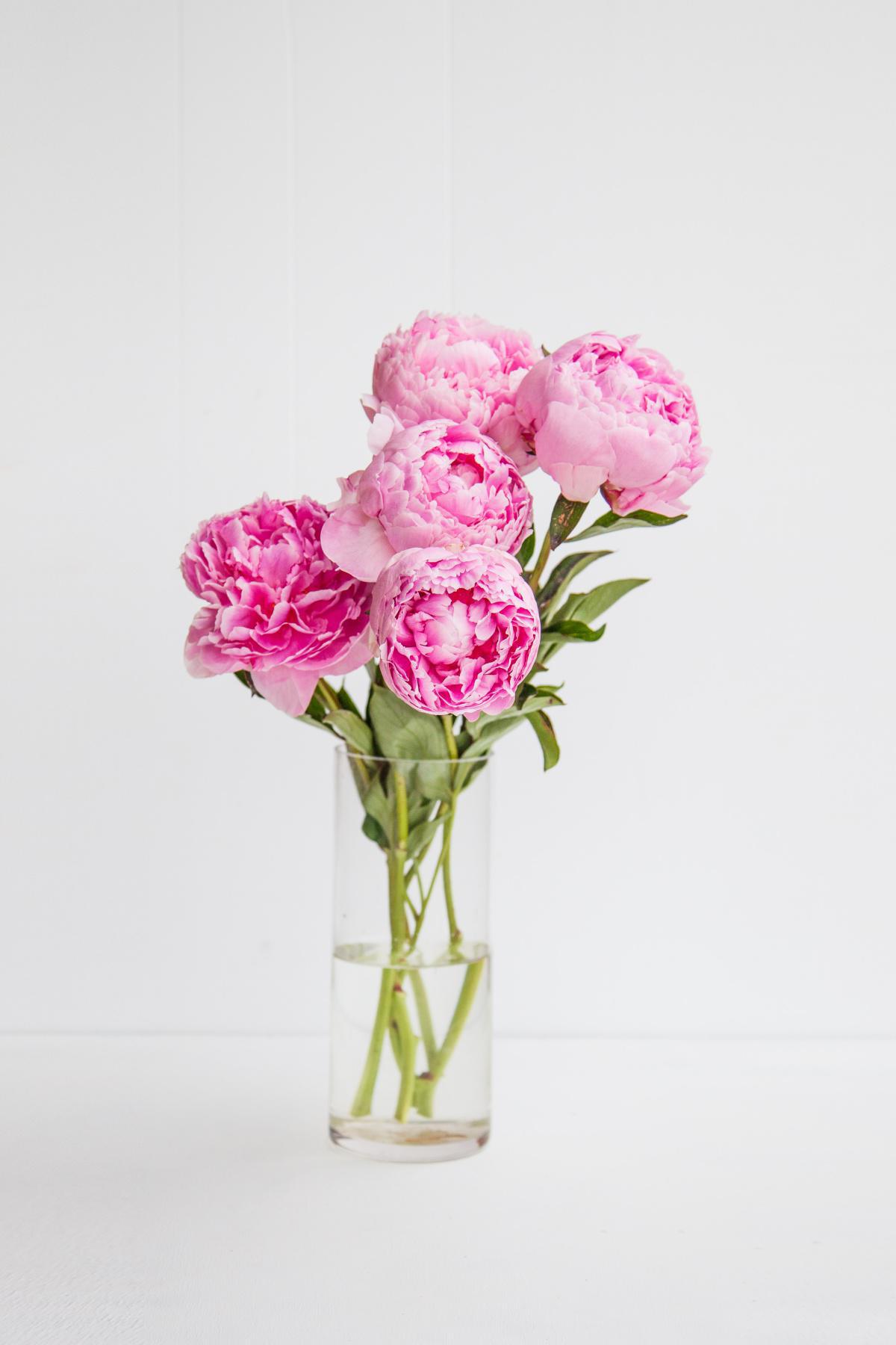 Peony and PCOS: Could this be the missing link to help you ovulate?