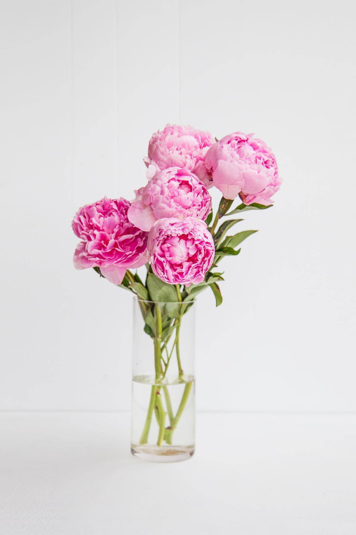 Peony and PCOS: Could this be the missing link to help you ovulate? Peony and PCOS: Could this be the missing link to help you ovulate?