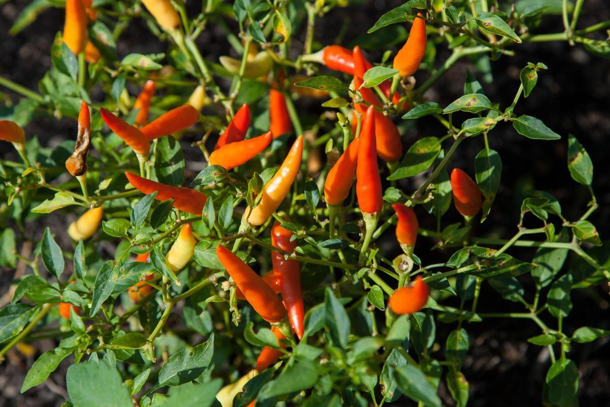 "Perte de poids - "5 plantes et les 5 huiles essentielles" "Perte de poids - "5 plantes et les 5 huiles essentielles"