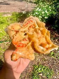 Cajunxion 