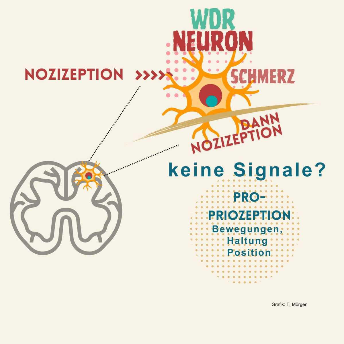 Faszien und Beschwerden Faszien und Beschwerden