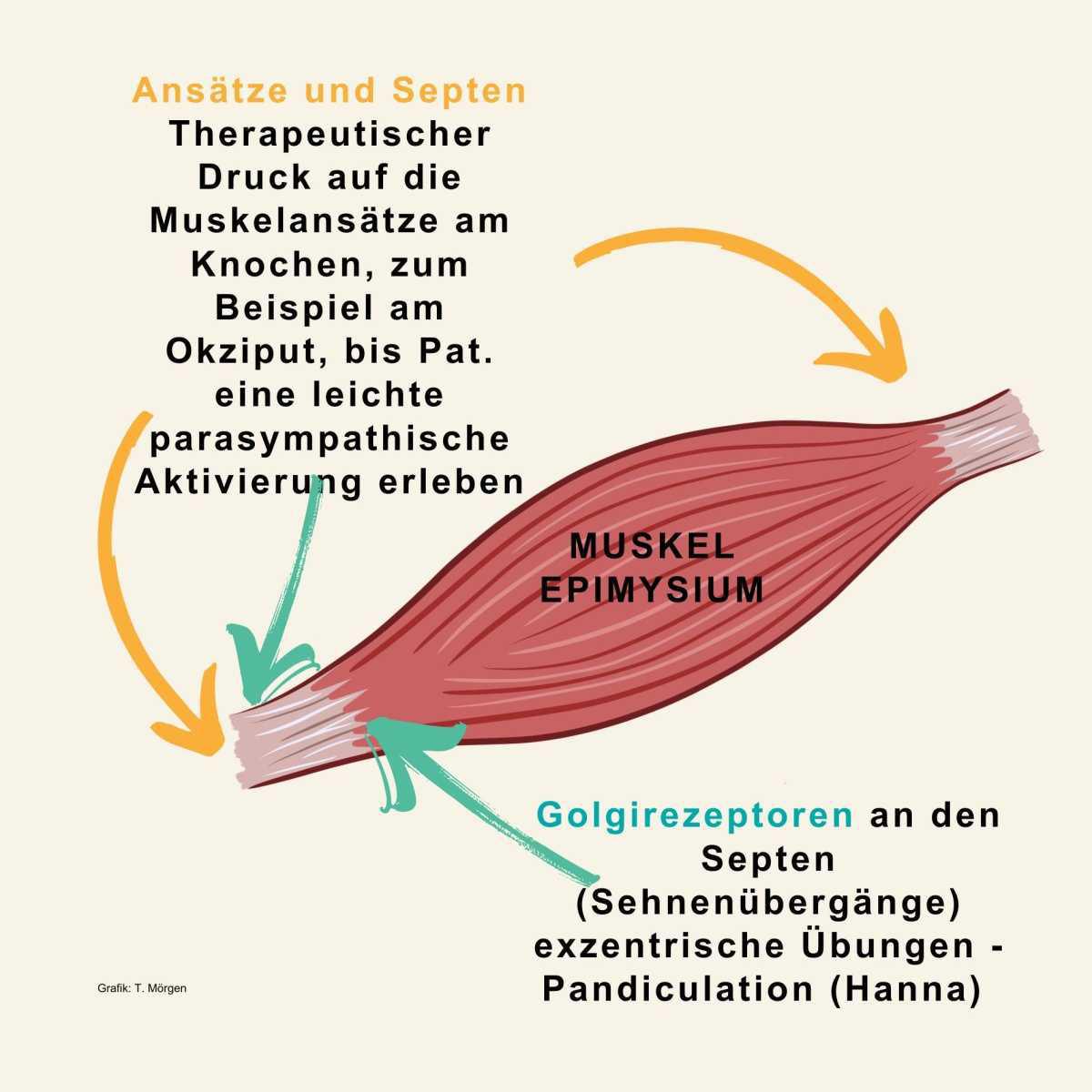 Faszien und Beschwerden Faszien und Beschwerden