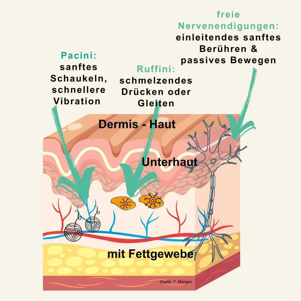 Faszien und Beschwerden Faszien und Beschwerden