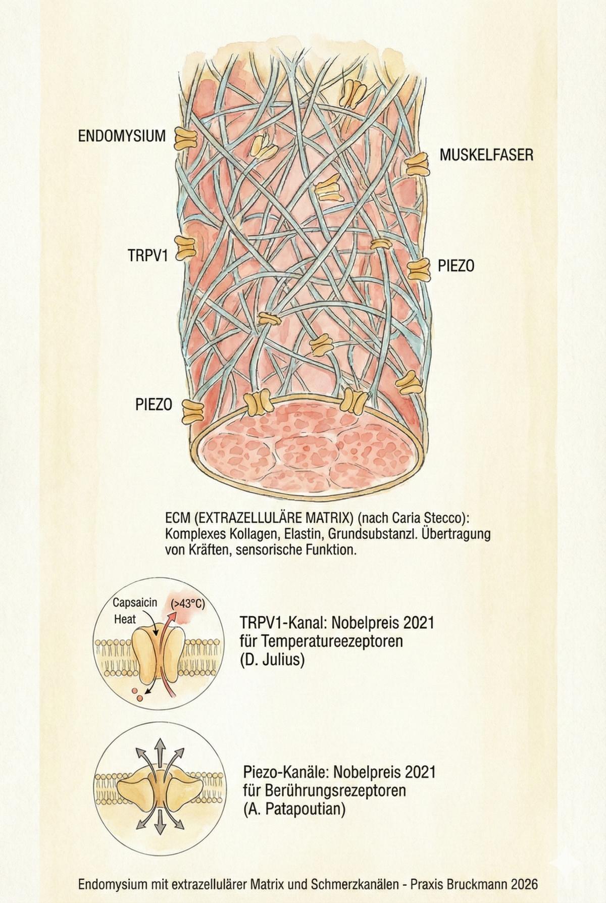 Wächter und Motoren des Schmerzes