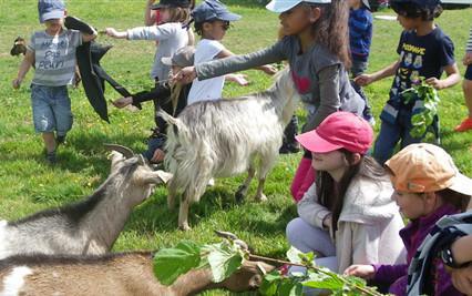 FERME PEDAGOGIQUE-LABYRINTHE MAÏS MERCREDI 20 SEPTEMBRE 2023 FERME PEDAGOGIQUE-LABYRINTHE MAÏS MERCREDI 20 SEPTEMBRE 2023