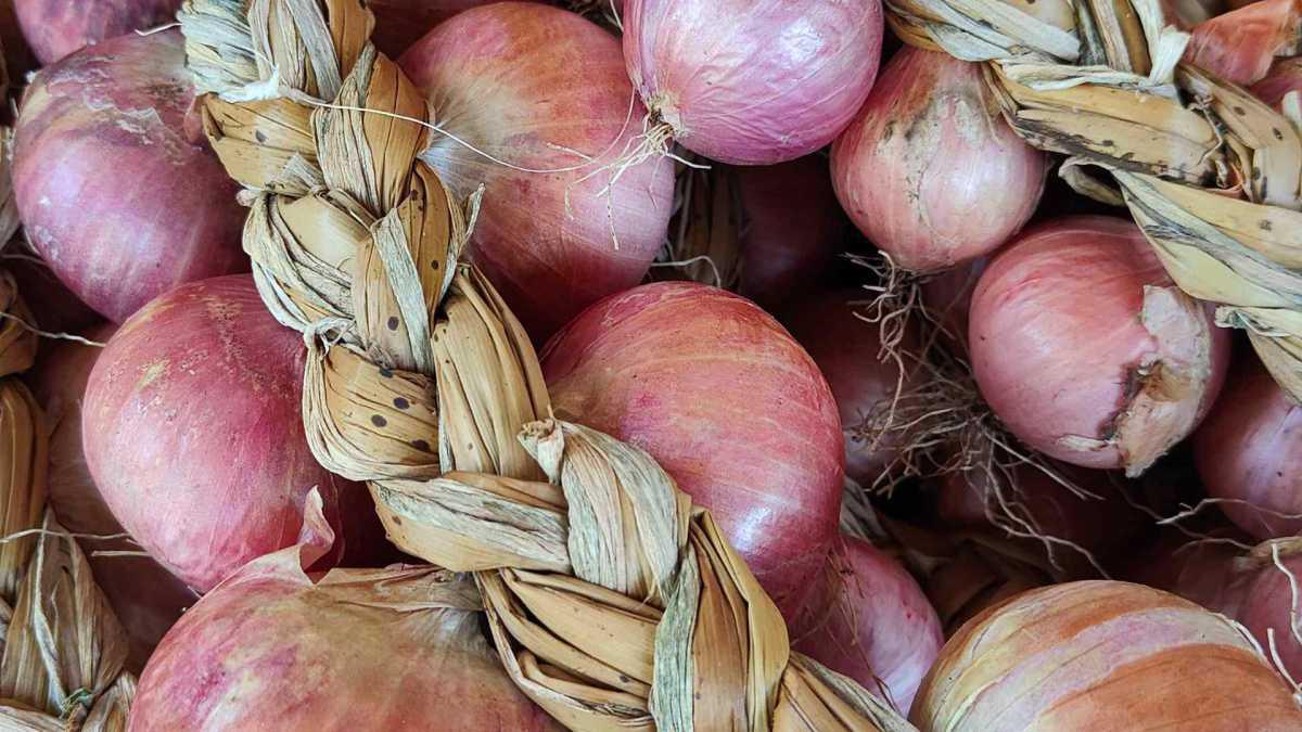 TOUR DALLA PIZZA AL TERRITORIO TOUR DALLA PIZZA AL TERRITORIO