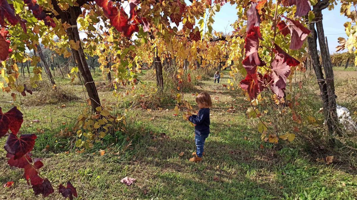 TOUR VINO DEL RE : TRE STILI DI PALLAGRELLO  TOUR VINO DEL RE : TRE STILI DI PALLAGRELLO