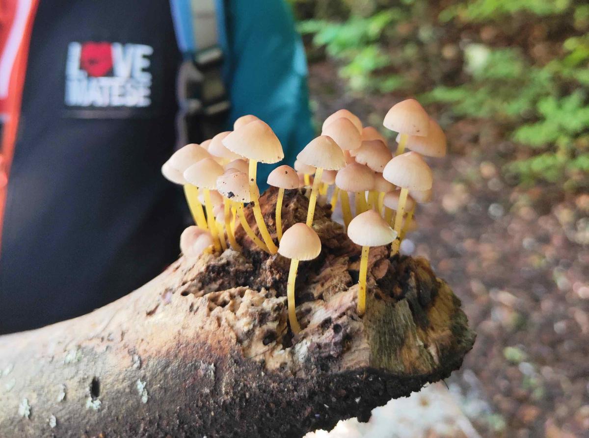 TOUR FUNGHI DEL MATESE (STAGIONALE) TOUR FUNGHI DEL MATESE (STAGIONALE)