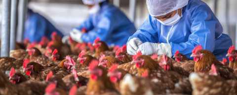 Plus de poulet brésilien 