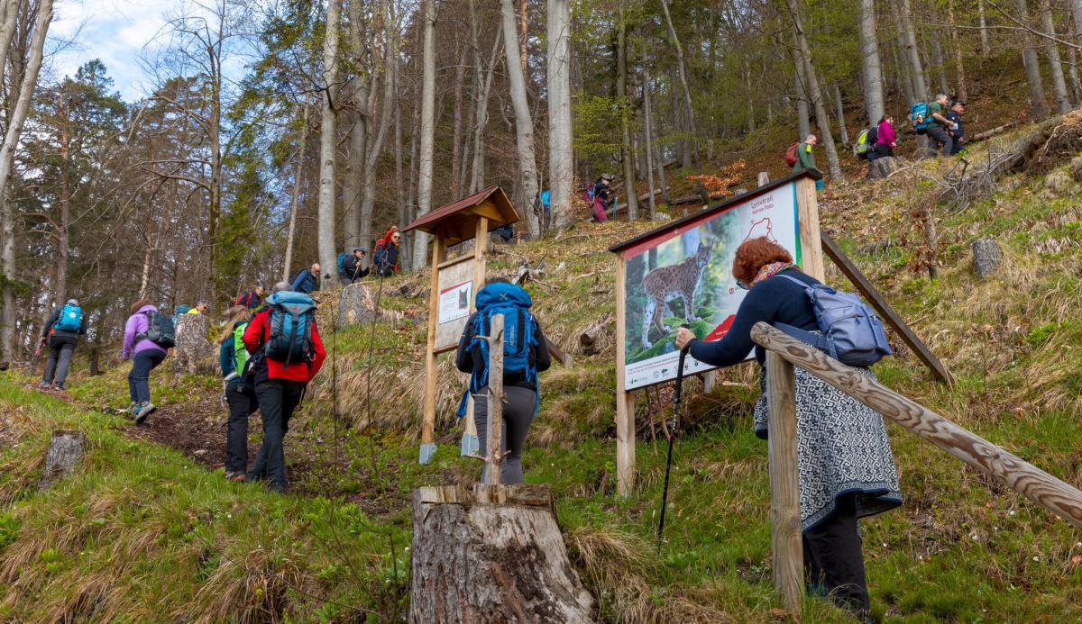 Escursione al Lynx Trail 1 (inizio ore 09.00)