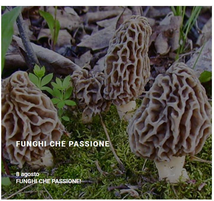 Funghi che Passione (Ritrovo ore 9:00) Funghi che Passione (Ritrovo ore 9:00)