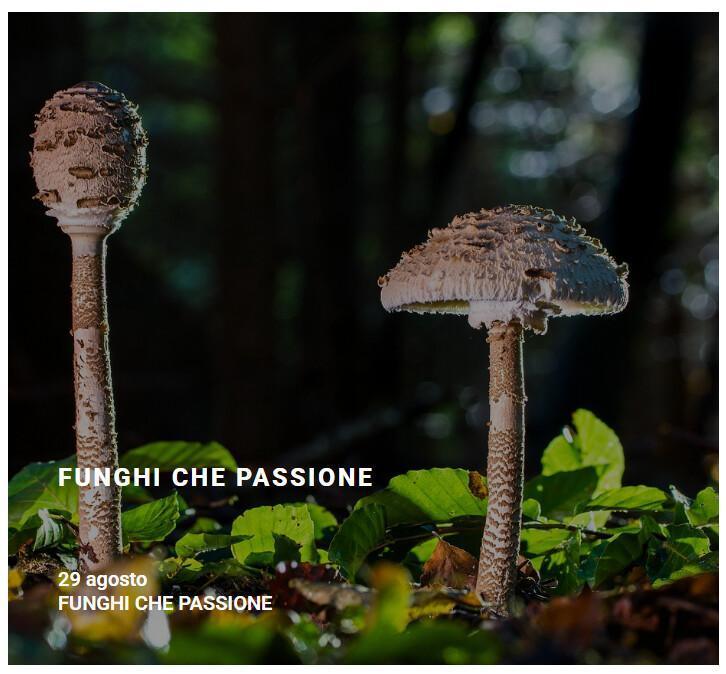 Funghi che Passione (inizio ore 9:00)