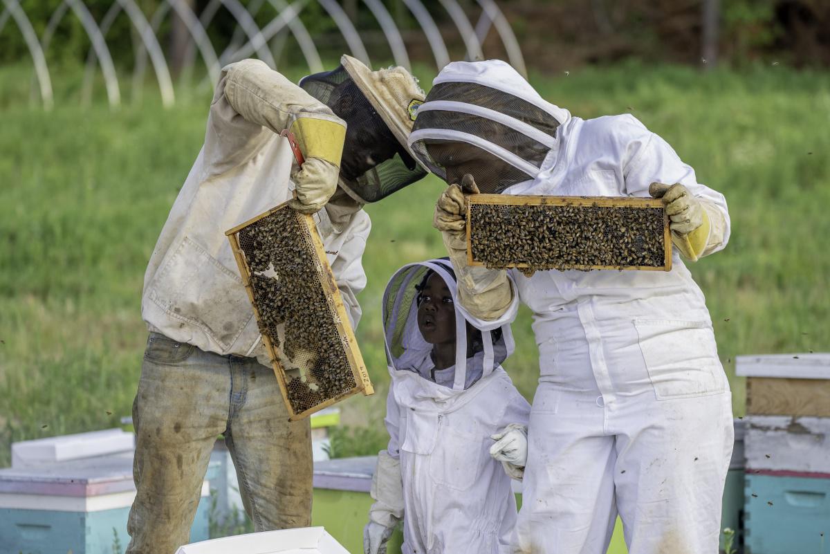 Apiculture