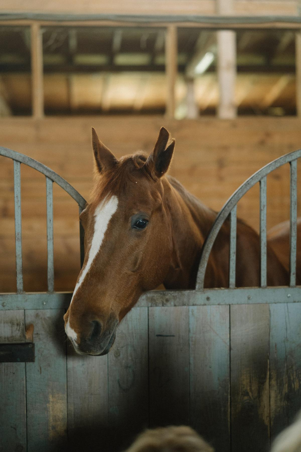 Equitation