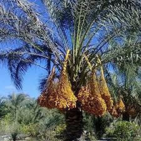 انتقال محمد ابن ناصر إلى تامكروت انتقال محمد ابن ناصر إلى تامكروت