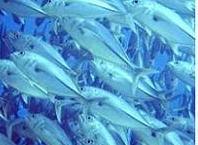 ¿Qué consecuencias sociales puede tener saber que los peces sienten?