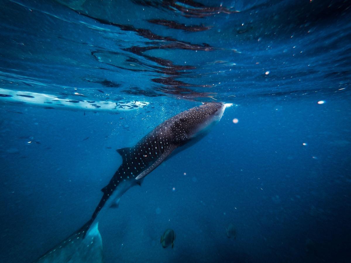 🐋Cebu Island 🐋Cebu Island