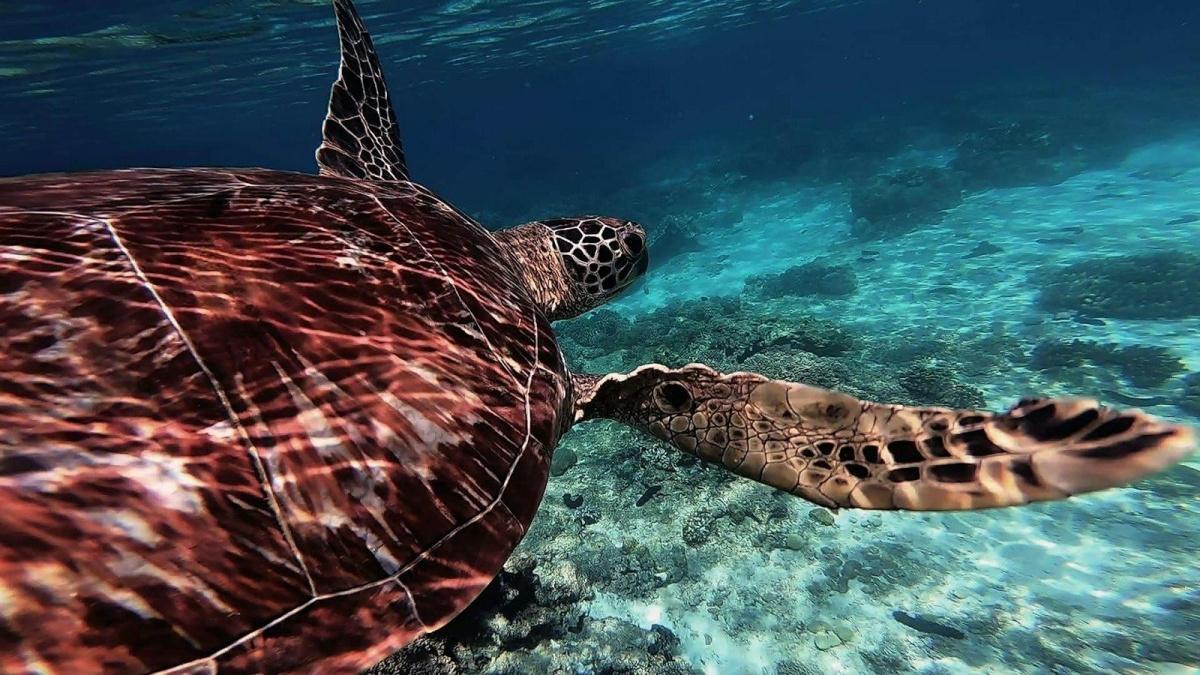 𓆉 Apo Island 𓆉 Apo Island