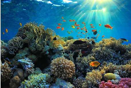 Biodiversité : un enjeu stratégique pour les acteurs économiques