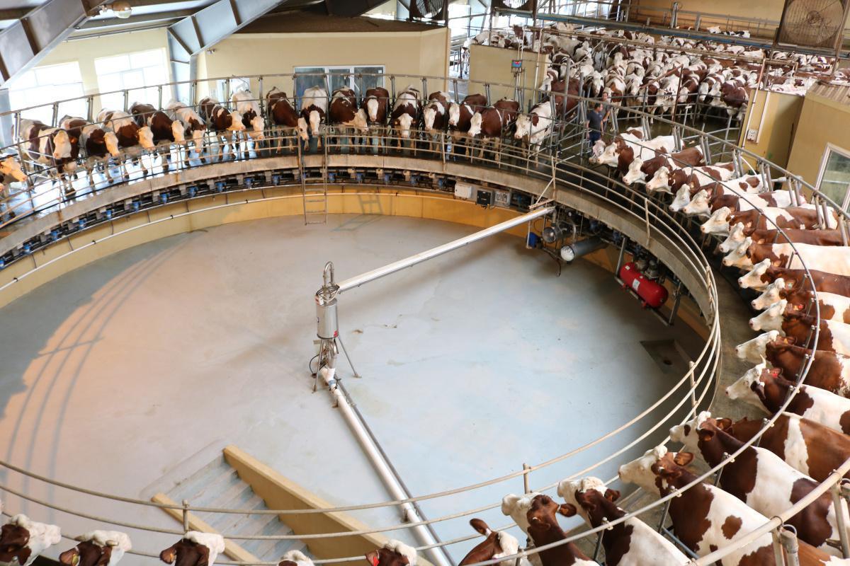 Salle de traite rotative Rotor HD TRANSFAIRE Salle de traite rotative Rotor HD TRANSFAIRE