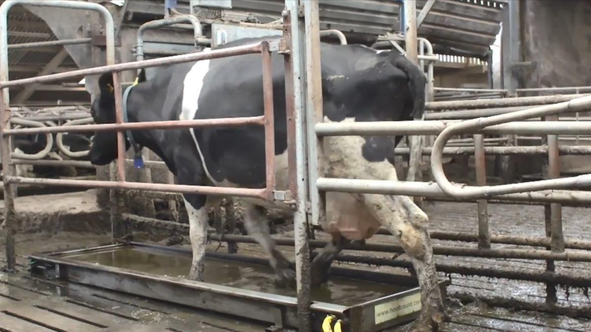 Pédiluve  Pédiluve