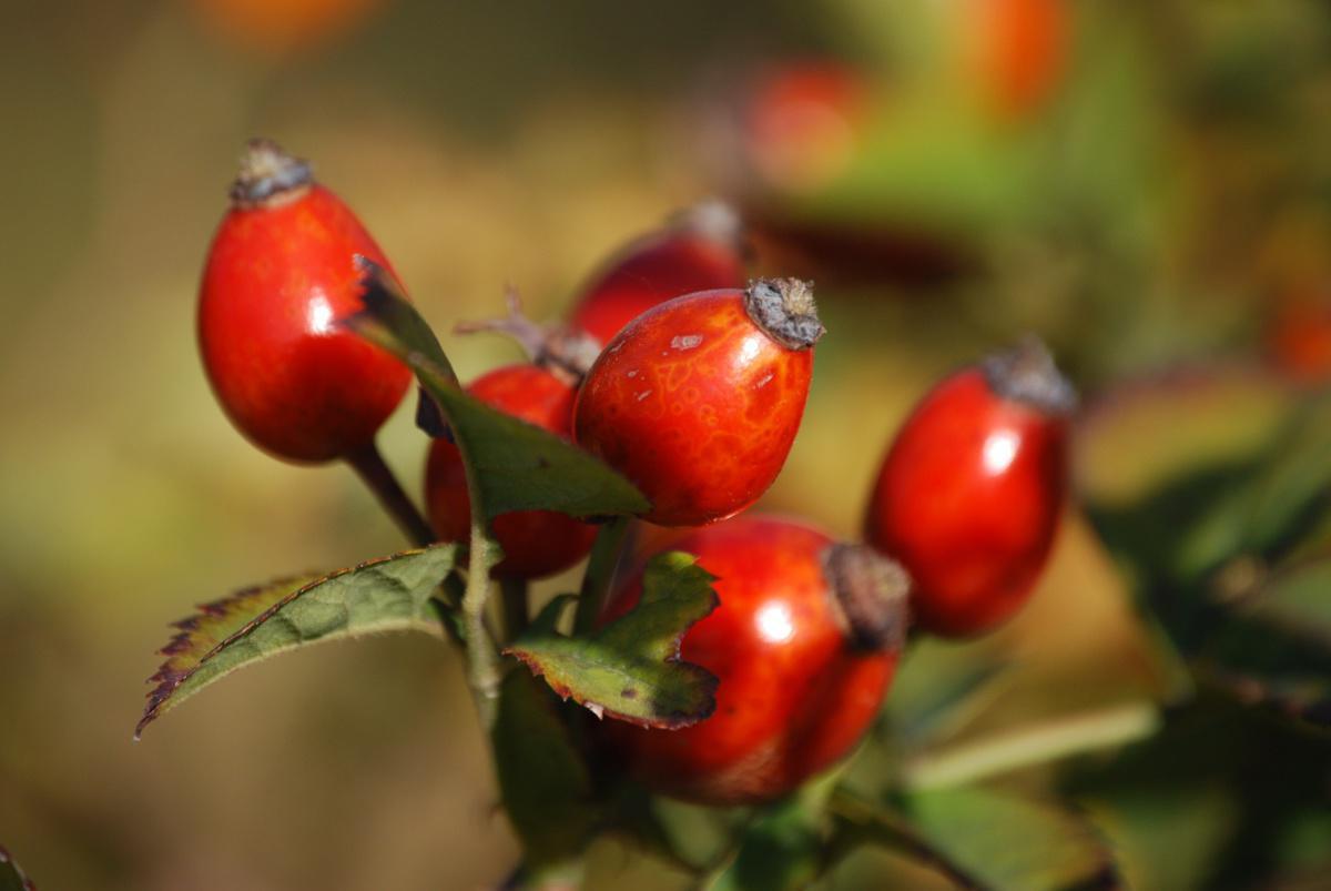 Bière à l'églantine