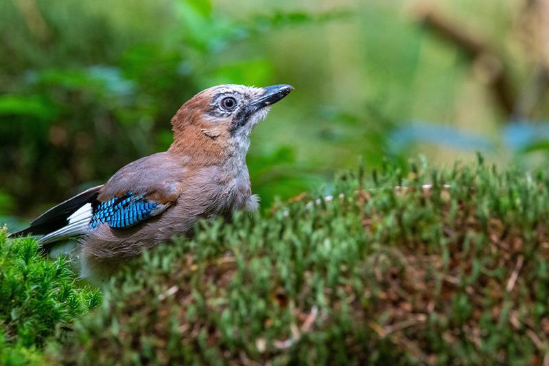 Sentier Botanique Sentier Botanique