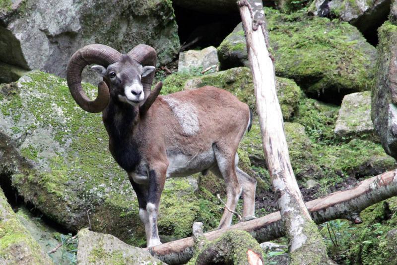 Sentier Botanique Sentier Botanique
