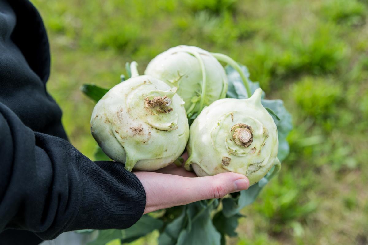 Kohlrabi