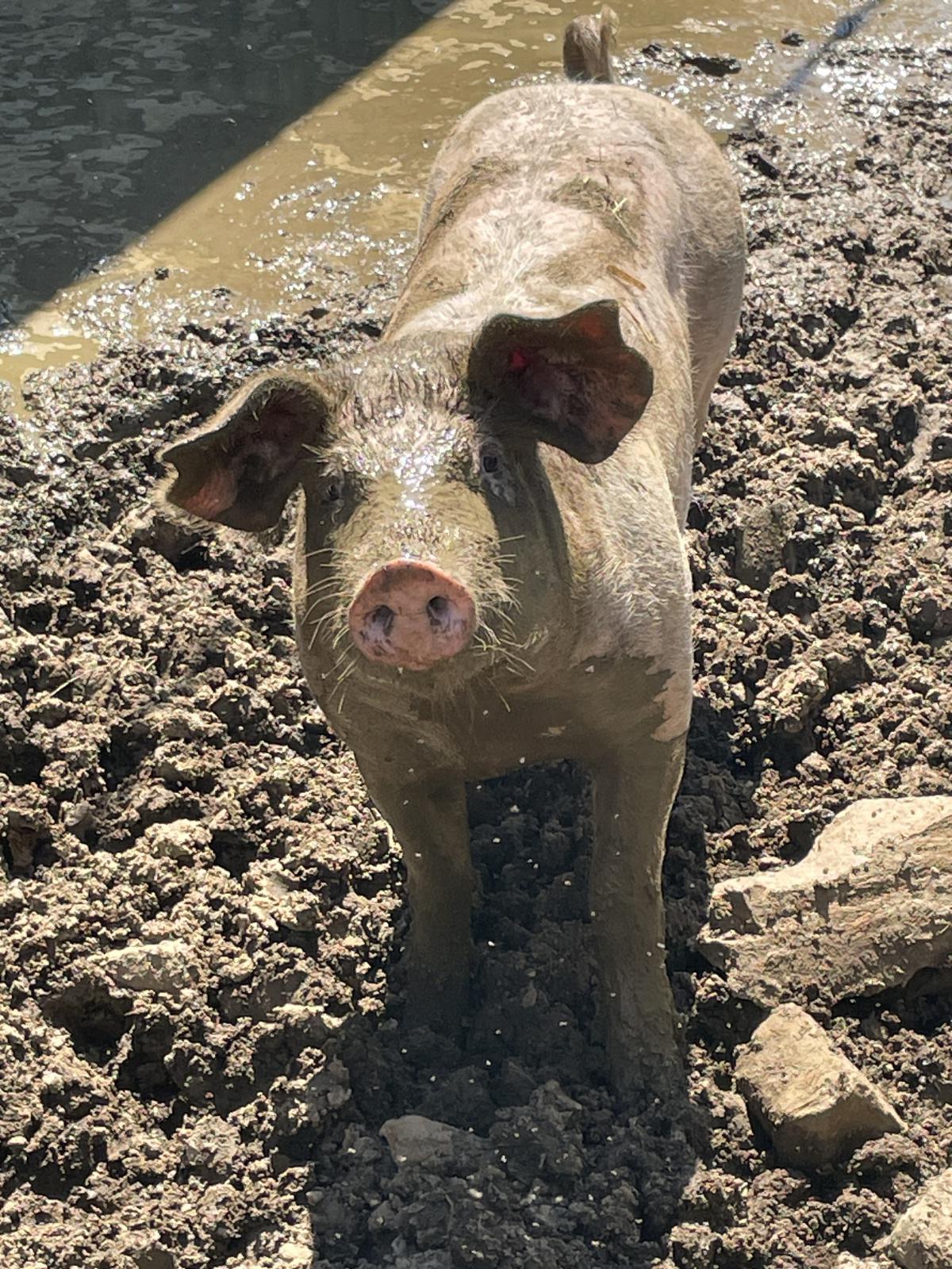 7. Schweine 7. Schweine
