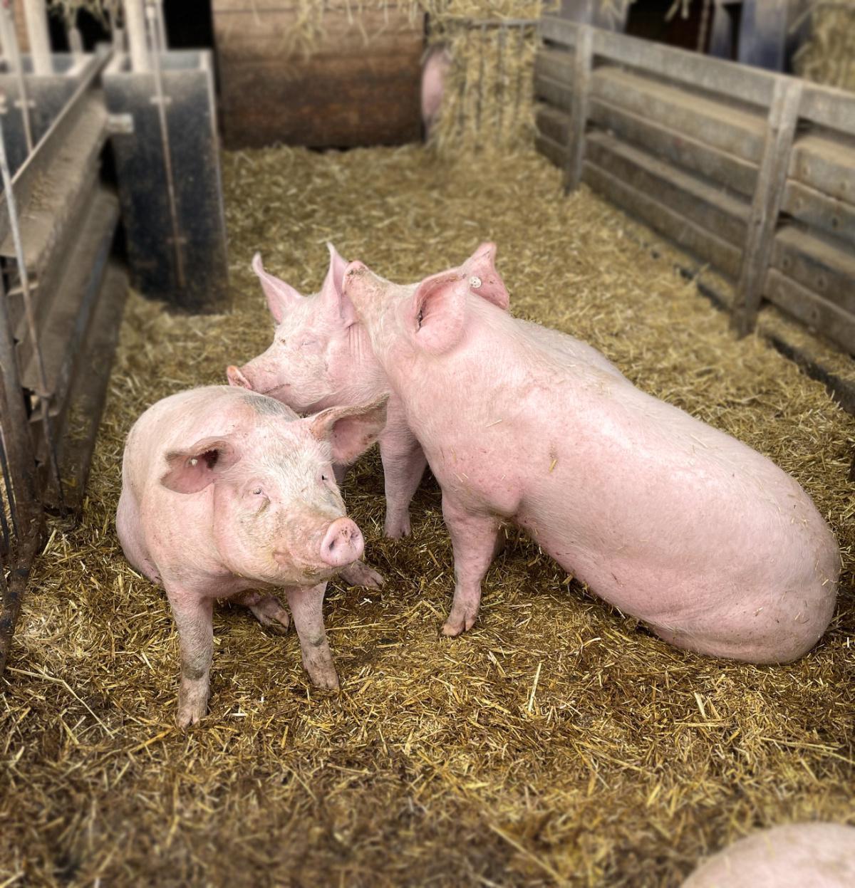 7. Schweine 7. Schweine