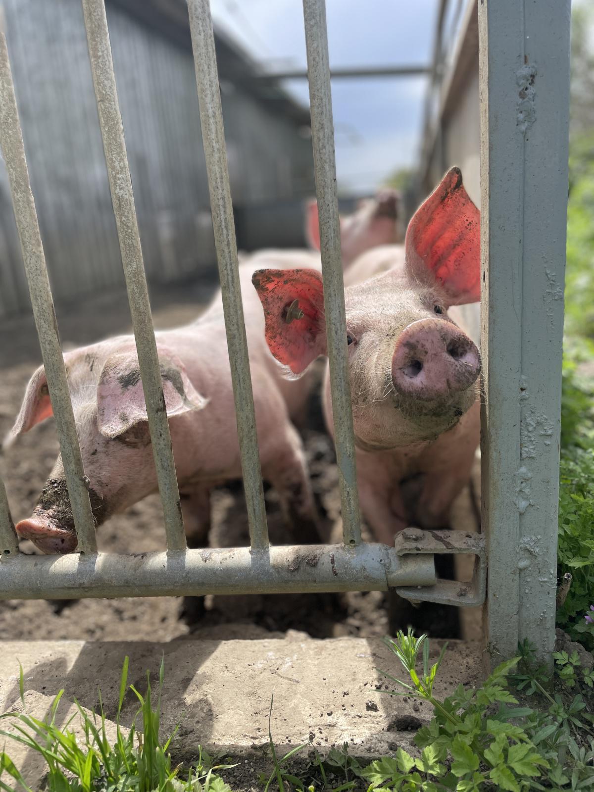 7. Schweine 7. Schweine