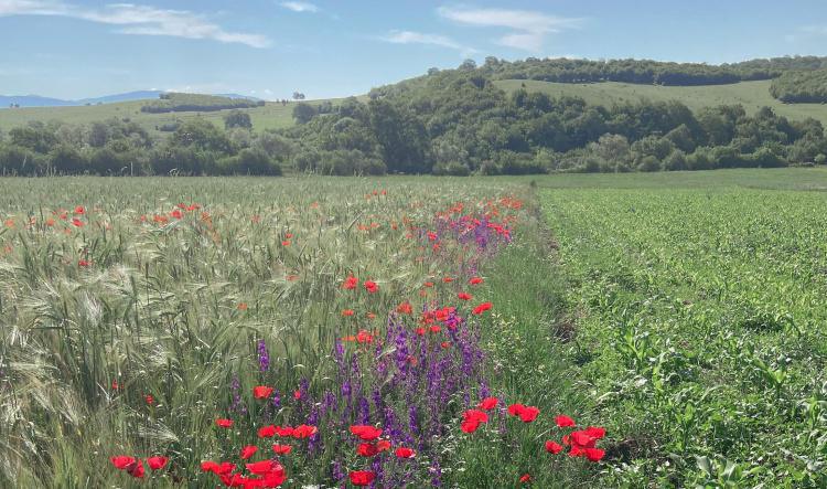 The Magick of Rest: Honouring the Power of Pause