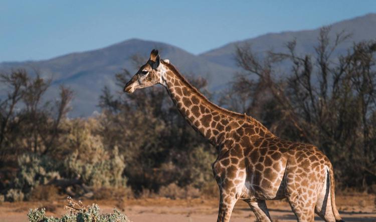 Giraffes: Vision, Perspective, and Reaching New Heights