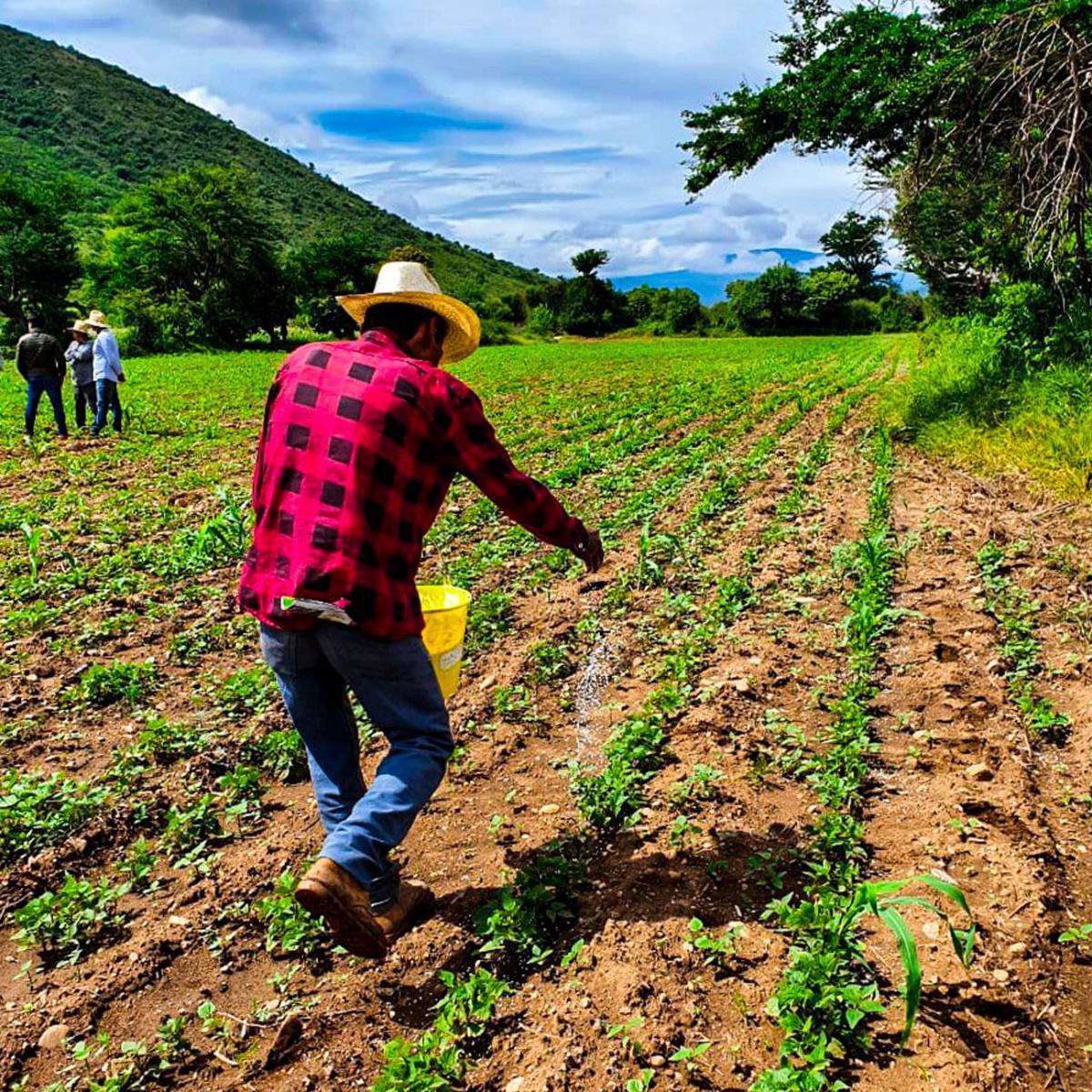 Diatomix al suelo para nutrición de cultivos