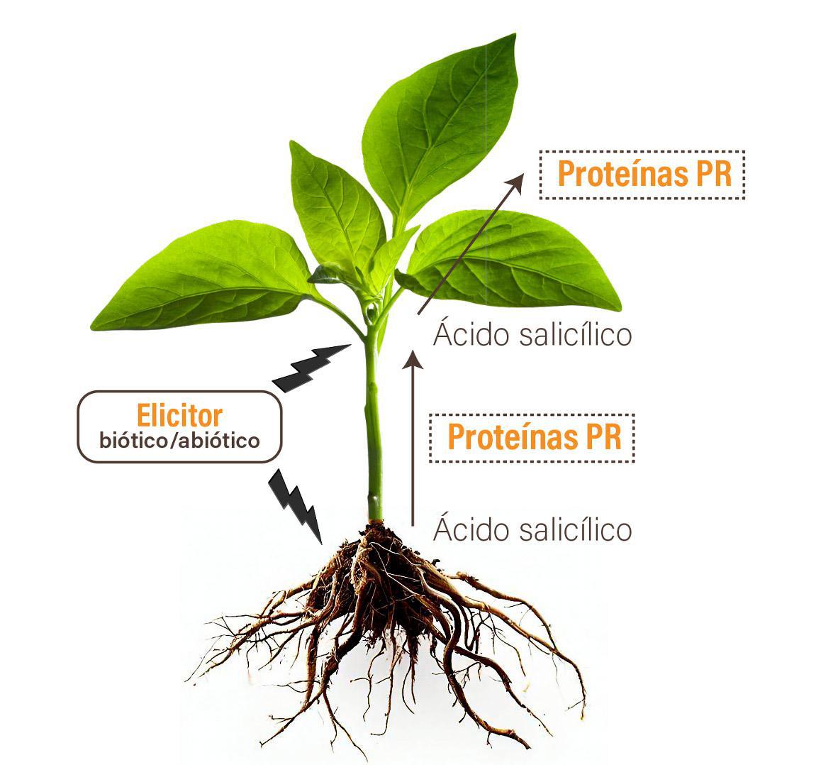 Diatomix en el primer congreso Latinoamericano de Bioestimulación