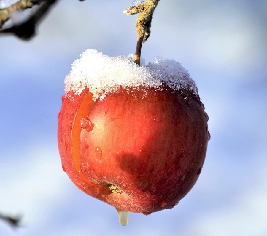 Prevención de daños por bajas temperaturas