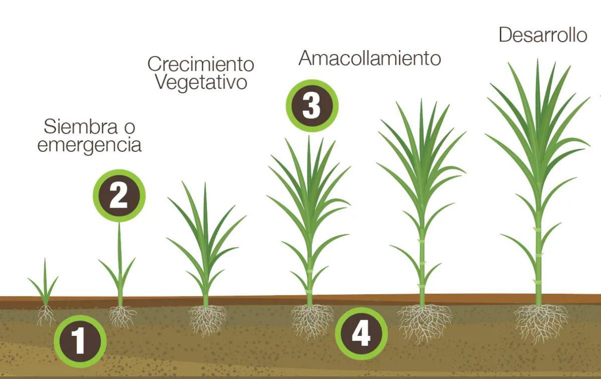 Diatomix en Caña de Azúcar