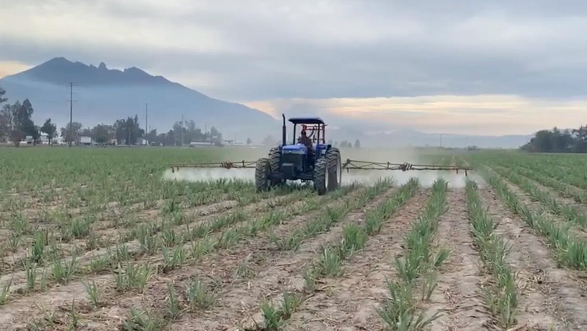 Diatomix en Caña de Azúcar