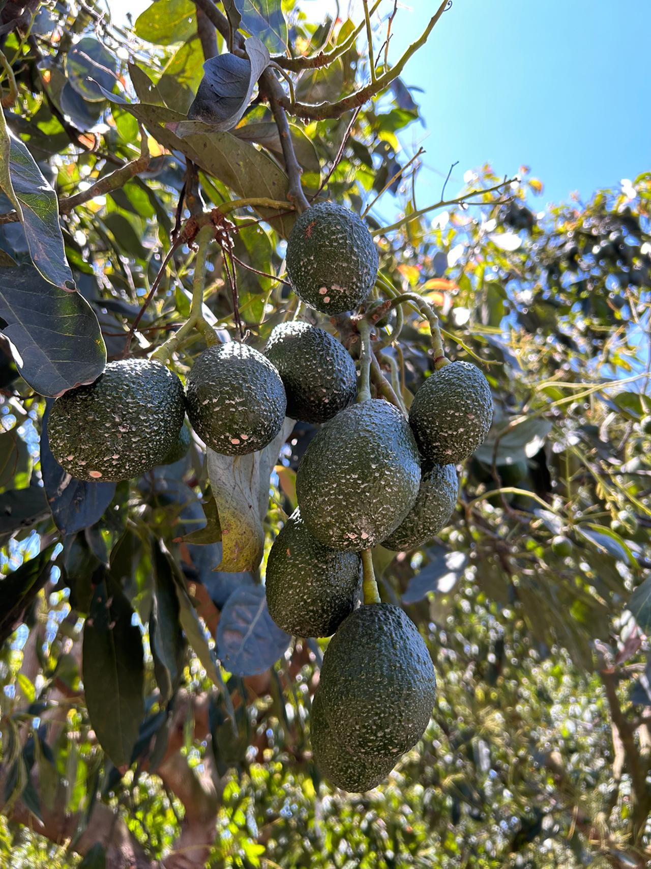 Aplicación en aguacate