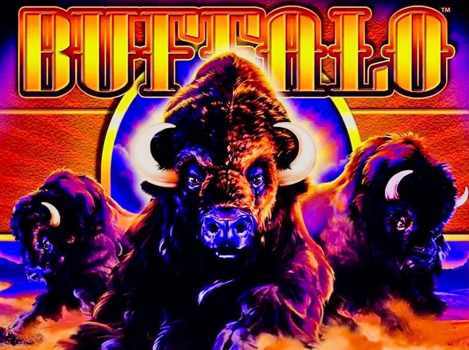 🦬 We now have Buffalo in house 🦬