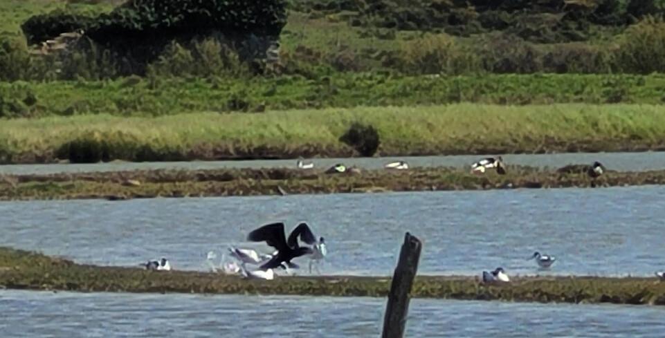 🚴♂️30 km Boucle nature de Vannes à Séné – Marais, patrimoine et bord de mer 🚴♂️30 km Boucle nature de Vannes à Séné – Marais, patrimoine et bord de mer