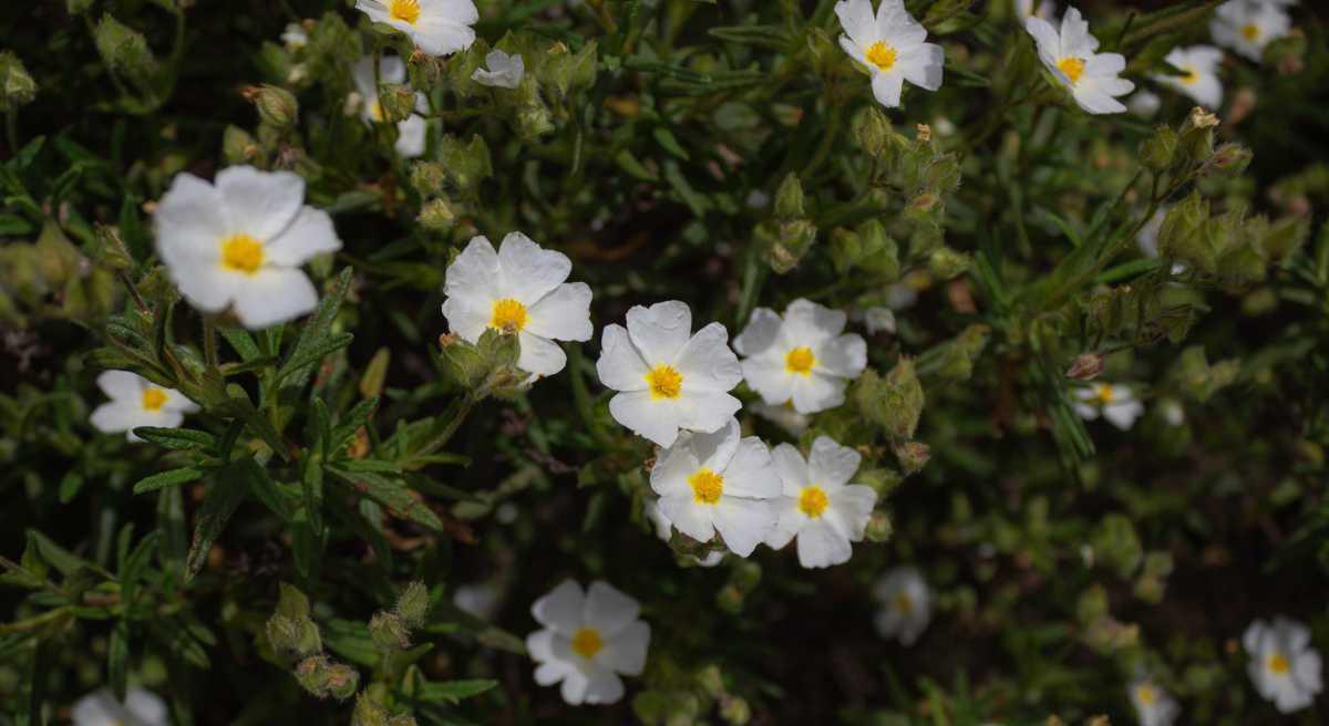 Parcours botanique Parcours botanique