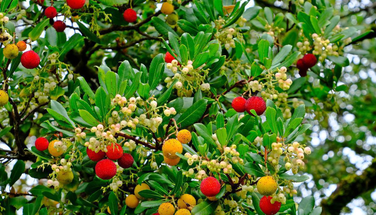 Parcours botanique Parcours botanique