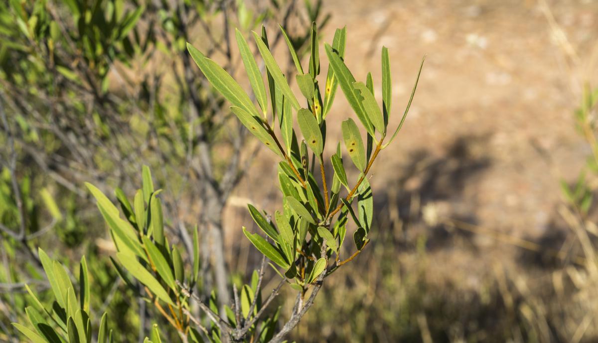 Botanical path Botanical path